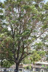 Eucalyptus cloeziana