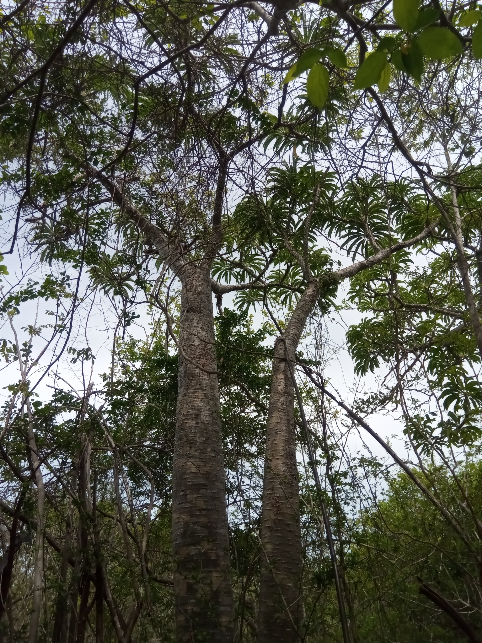Imagem de Pachypodium