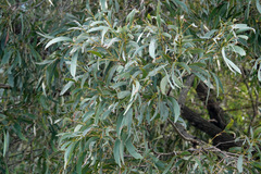 Acacia harpophylla
