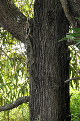 Acacia harpophylla