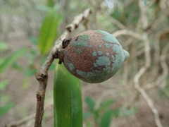 Cinnamosma fragrans image