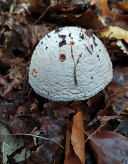 Amanita rubescens