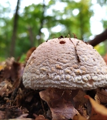 Amanita rubescens