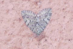 Hydriomena nubilofasciata