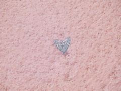 Hydriomena nubilofasciata