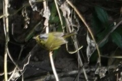 Phylloscopus tephrocephalus