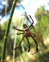 Argiope bullocki