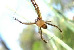 Argiope bullocki