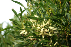 Acacia maidenii