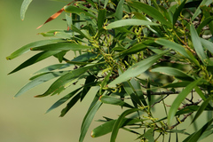 Acacia maidenii