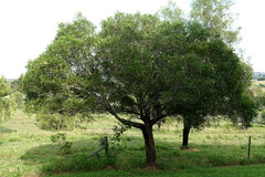 Acacia maidenii