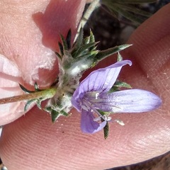 Eriastrum eremicum eremicum