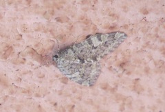 Hydriomena nubilofasciata