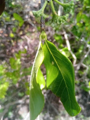 Paracephaelis cinerea image