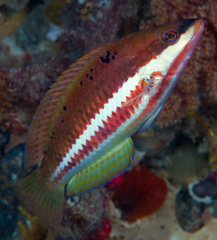 Pseudolabrus biserialis