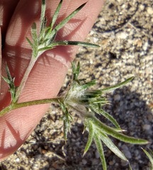 Eriastrum eremicum eremicum