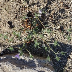 Eriastrum eremicum eremicum