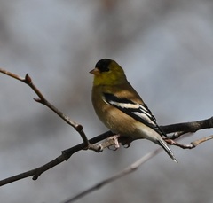 Spinus tristis