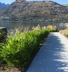 Griselinia littoralis