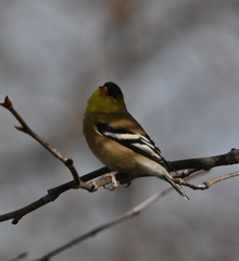 Spinus tristis