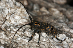 Mesosa curculionoides