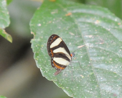 Aeria eurimedia