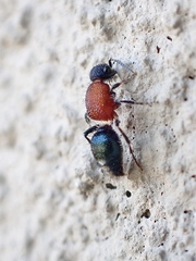 Ephutomorpha laetabilis