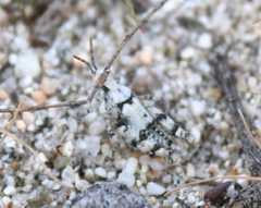 Cibolacris parviceps