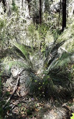 Macrozamia reducta