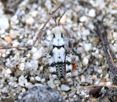 Cibolacris parviceps