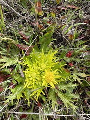 Sanicula arctopoides