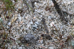 Cibolacris parviceps