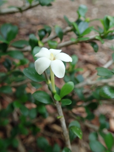 Hyperacanthus grevei