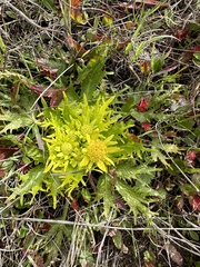 Sanicula arctopoides