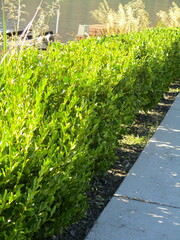 Griselinia littoralis