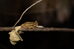 Litoria jervisiensis