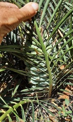 Macrozamia reducta