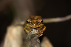 Litoria jervisiensis