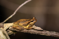 Litoria jervisiensis