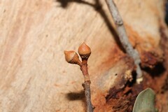 Eucalyptus propinqua