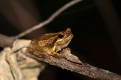 Litoria jervisiensis