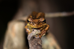 Litoria jervisiensis