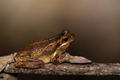 Litoria jervisiensis