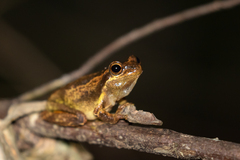 Litoria jervisiensis