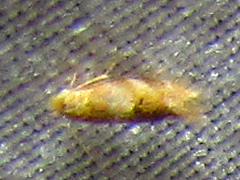 Bucculatrix coronatella