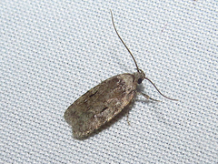 Agonopterix curvilineella