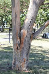 Eucalyptus propinqua
