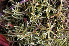 Antitrichia curtipendula