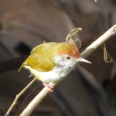 Orthotomus atrogularis