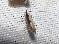 Agnippe prunifoliella